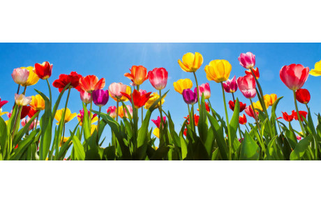 Planning vacances de printemps 2019 groupes compétitions